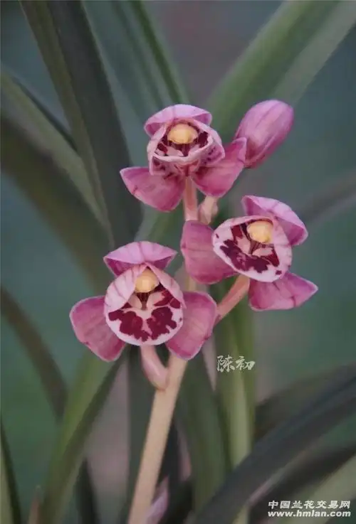 最美红月-建兰篇-中国兰花交易网社区