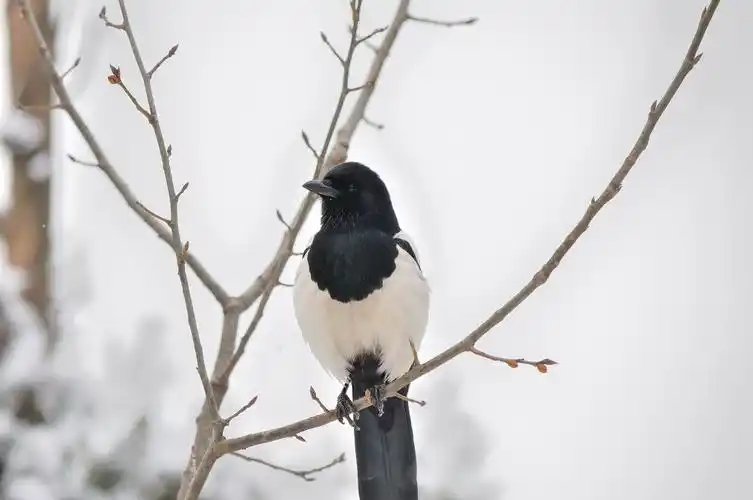 这个是喜鹊吗?尾巴很长,飞的时候看起来很漂亮