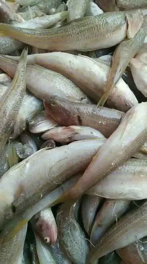 那哥鱼95准备做手工鱼饼啦