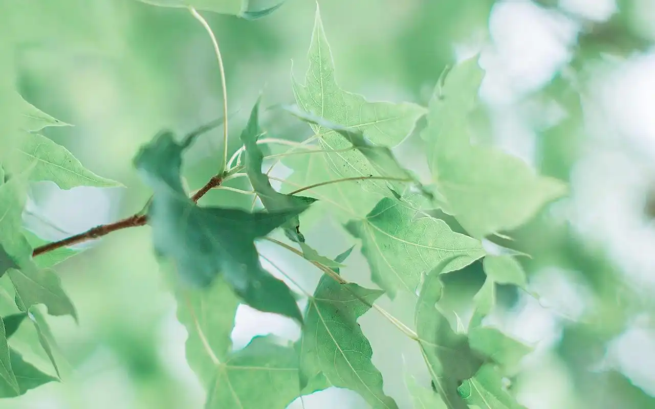 夏日小清新植物桌面壁纸图片