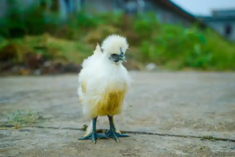 美寄泰和乌鸡的药用价值麦果公司