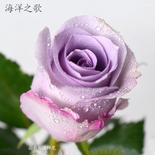 【海洋之歌】云南基地直供鲜切花 海洋之歌玫瑰 婚庆节日装饰