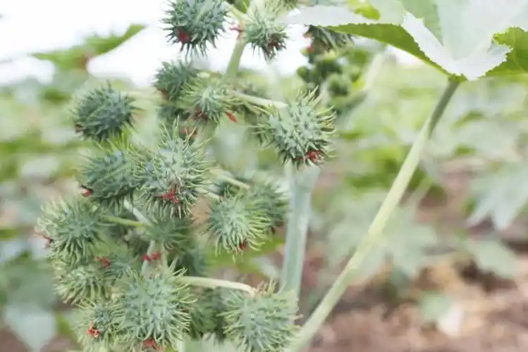 一种有毒植物叫蓖麻含油量高是高级润滑油原料价值珍贵广泛