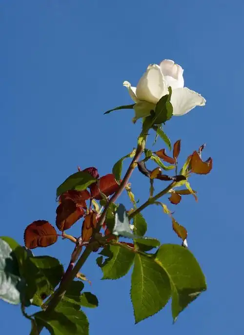 白玫瑰,蓝色背景天空朵白色的玫瑰