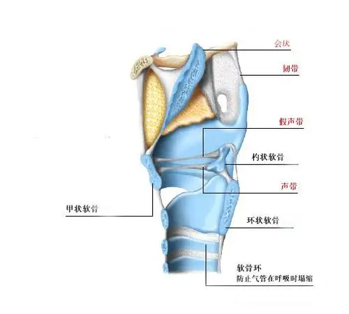 正常人体喉解剖示意图-人体解剖图