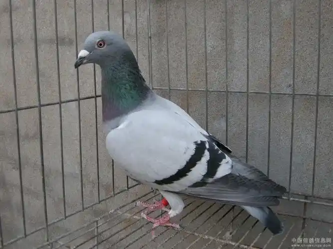 奇鸽闹魏都(图)