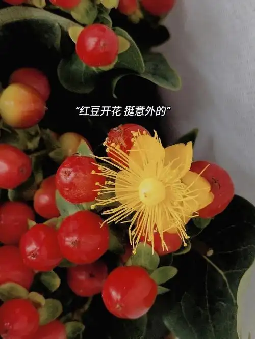 红豆,又名红果,金丝桃和火龙珠寓意红红火火,福禄,富贵,丰收红豆这种