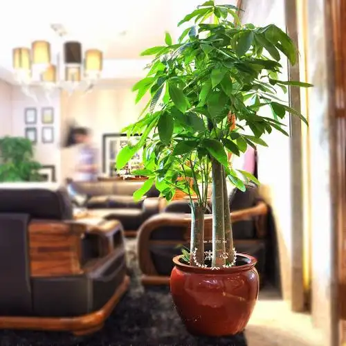 步步步步高高三杆大发财树盆栽办公室客厅植物乔迁大型绿植
