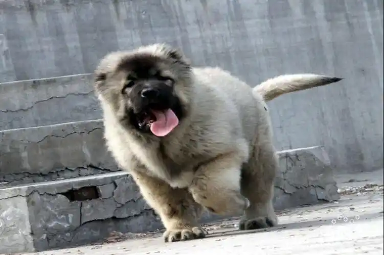 娄底哪里有高加索犬出售 高加索犬多少钱一只