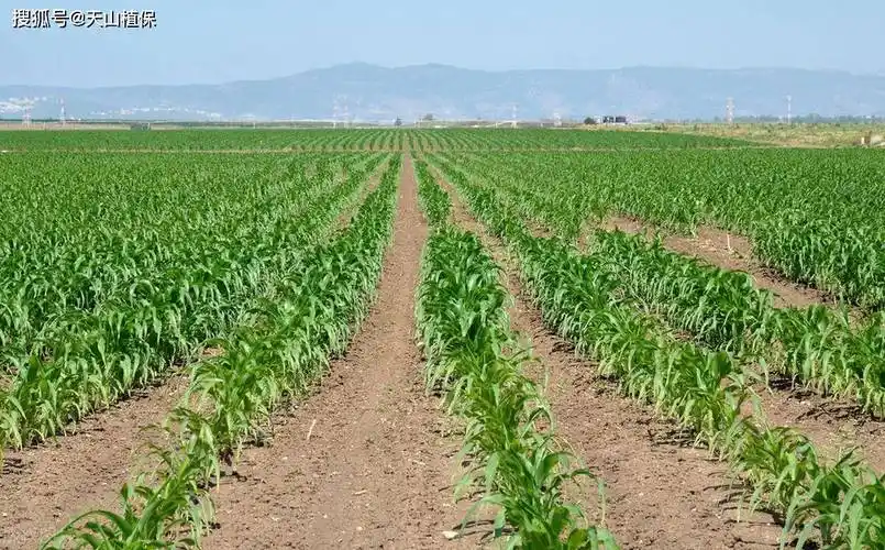 玉米要深种还是浅种_种植_土壤_种子