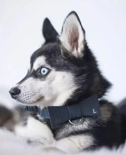 这只蓝眼睛小二哈莫名有点帅得过分了啊~_哈士奇