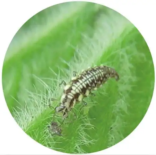 昆虫的幼虫若虫和稚虫有什么区别