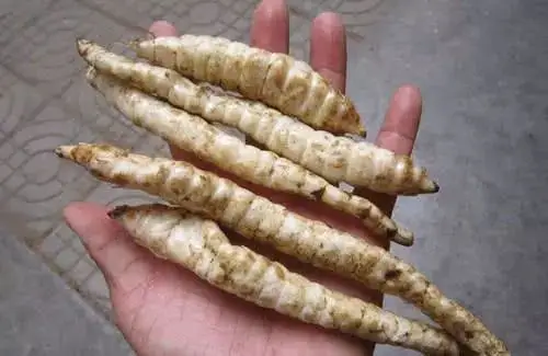 长在地上是野草,地下块茎是块宝,形似田螺,江湖人称"土虫草"