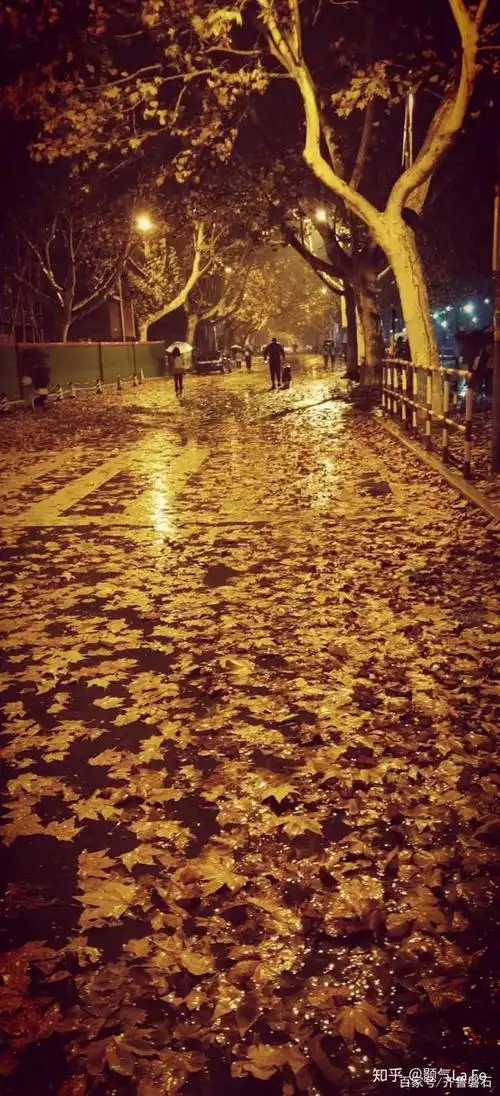 秋雨夜的梧桐叶