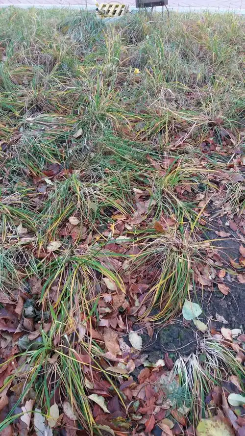 这种小草很坚强,叶子被秋霜打落,但还绽放着黄色的小花∠※多么坚强.