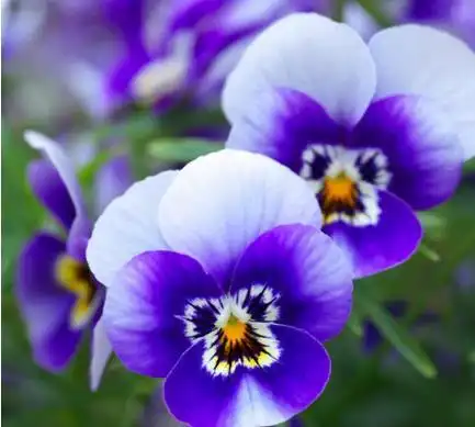 猫脸花看上去十分的可爱就像是它的名字一样也很小巧