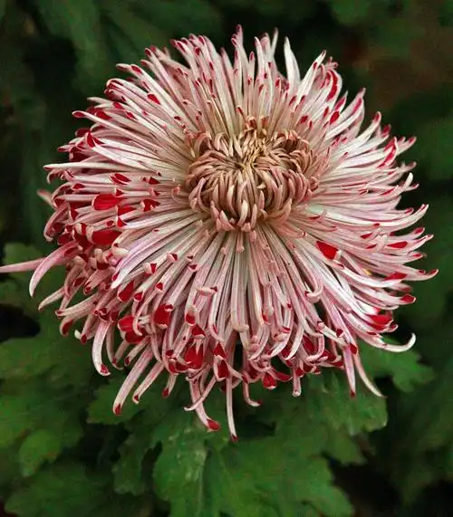 八十种美丽的菊花