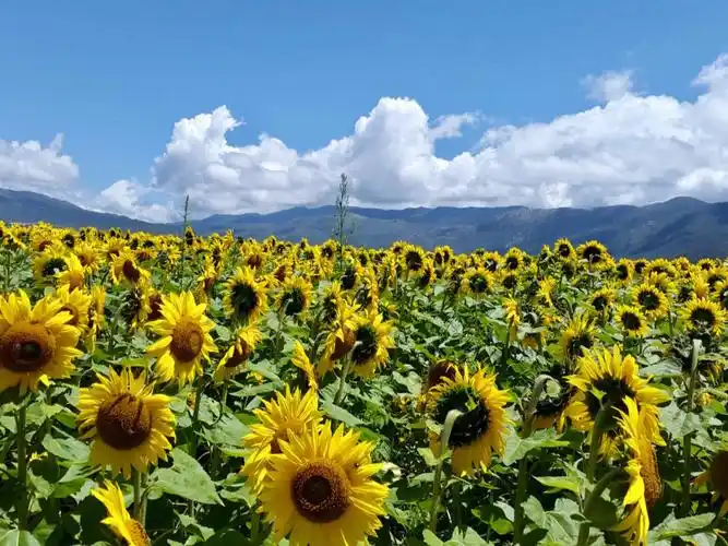 向日葵满满的阳光的味道