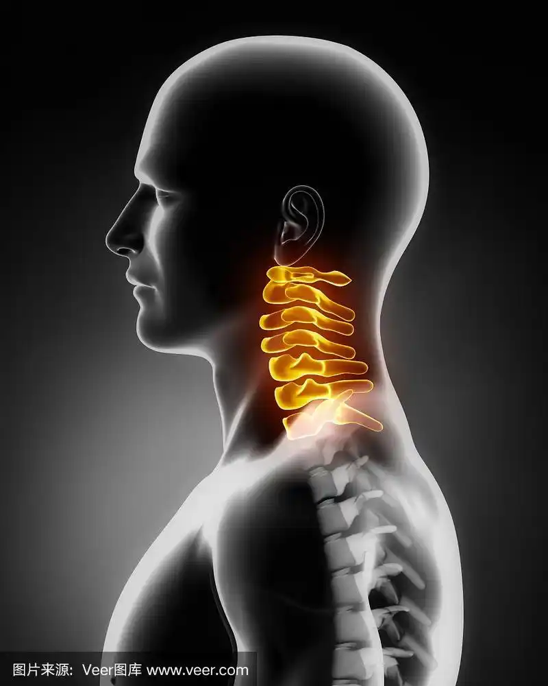 颈椎解剖侧位图