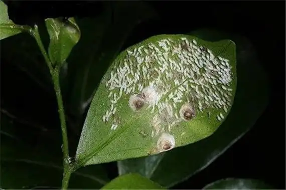 蚧壳虫园林植物主要害虫种类之一介壳虫一类