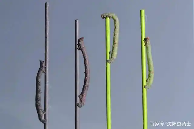科学家们这次将实验对象设定为尺蠖幼虫,将数百只桦尺蠖幼虫分别放在