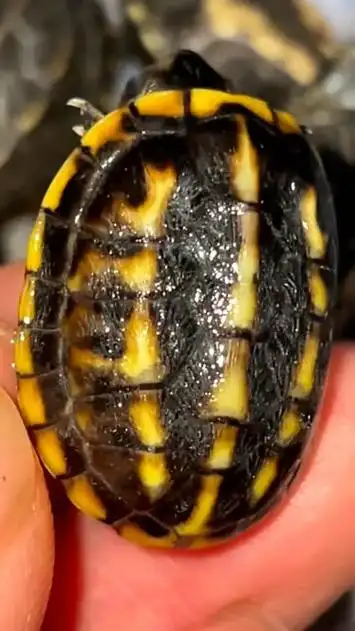 果核蛋龟的背甲就像果核一样,很奇特的龟种