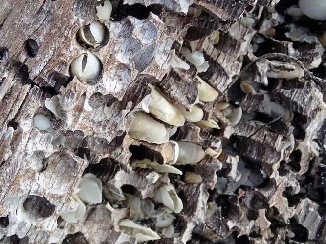 马特海笋:核电站与海底管道的破坏者,最繁盛却无名的钻孔生物【睡前