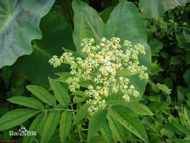 臭草中草药名称芸香中药大全科目芸香科