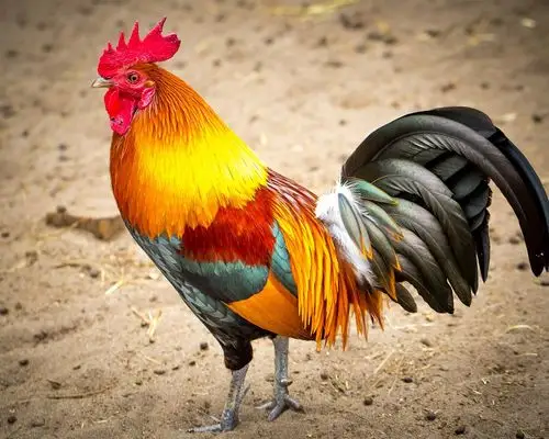 七彩羽毛,雄鸡 iphone 桌布