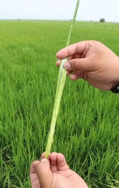 怎样预防水稻障碍性冷害?