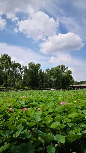 2020-7-19 龙潭公园的盛夏景色.