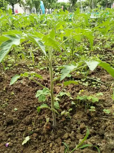 麦穗六班《番茄》