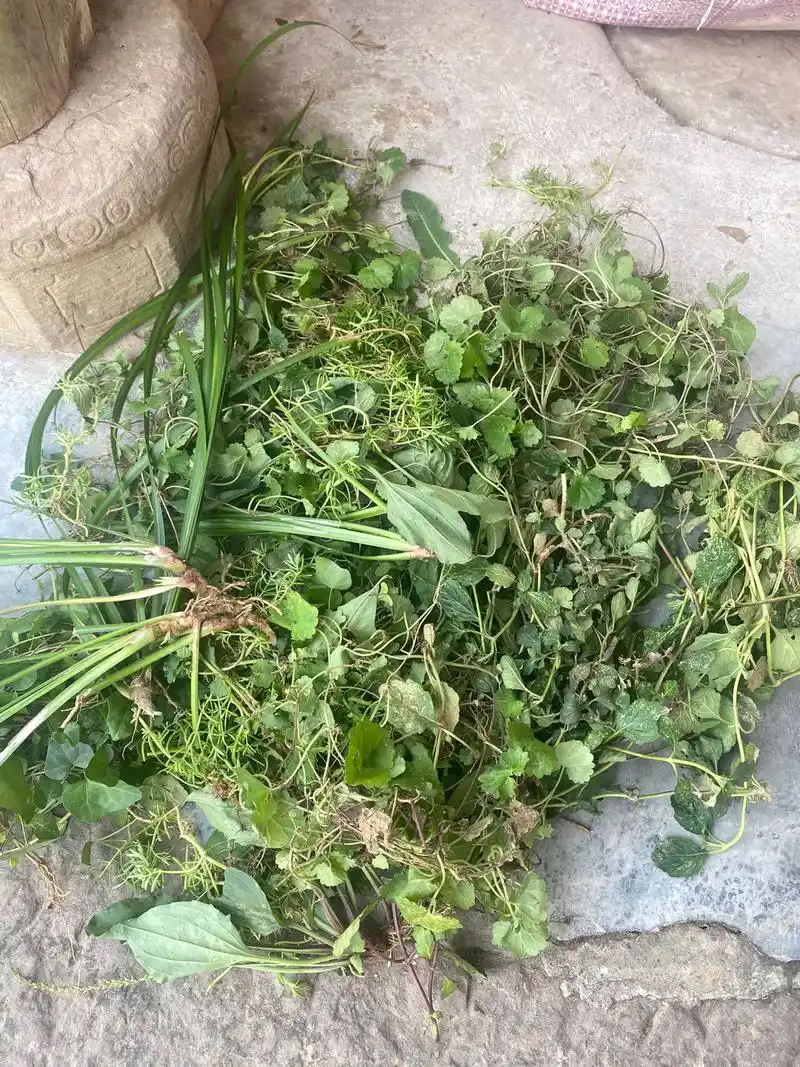 农村老人扯的跌打损伤草药.#图文伙伴计划 村里邻居摔伤了,老 - 抖音