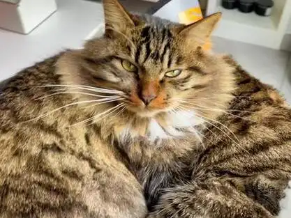 这就是猫界双开门吧 - 抖音