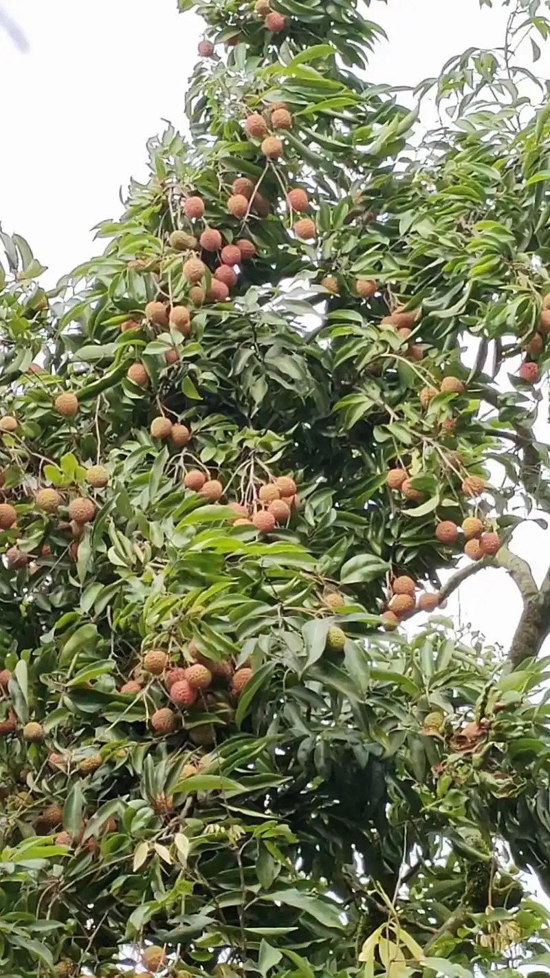 增城荔枝预订:接受预定[机智][机智][机智] 增城桂味荔枝 - 抖音