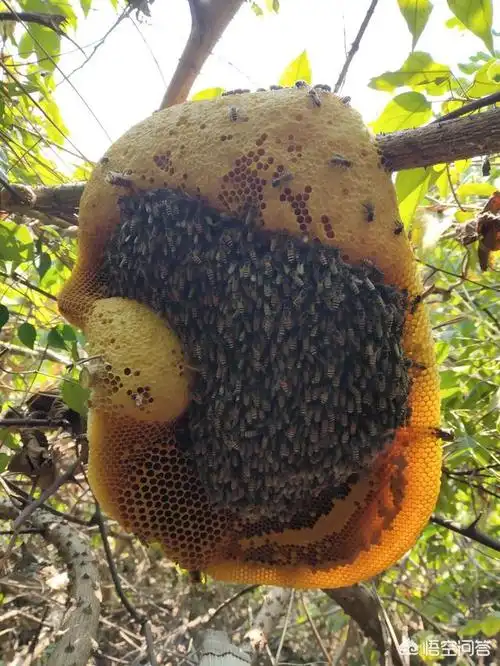 在农村看见一窝野蜜蜂在高树上如何捕捉