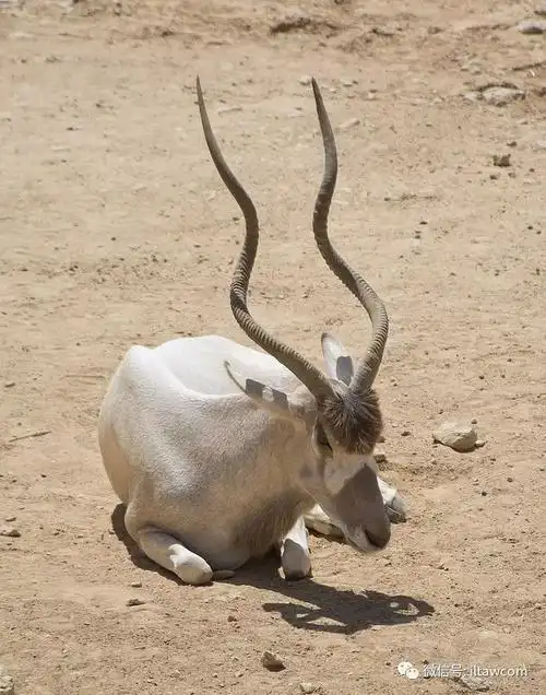 极度濒危的物种旋角羚