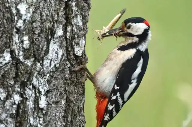 近日,一只"头铁"的啄木鸟突然在网上蹿红,在视频中这只啄木鸟对一棵树