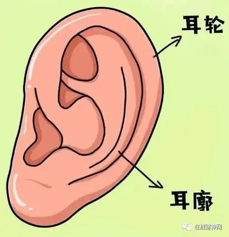 论坛精选 采听官关乎福气与财运,面相学从耳朵分析财运(财库)的方法