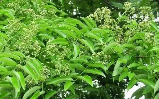 黄花梨木材珍贵,它的叶子并不特殊