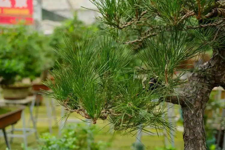 松树生长在什么地方