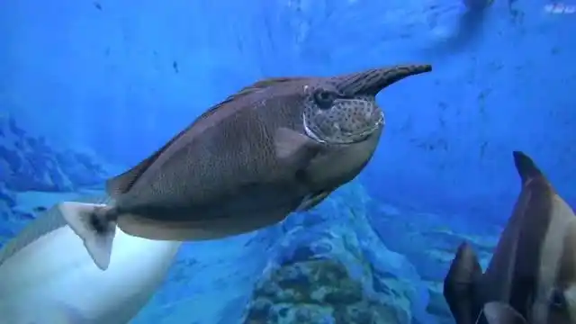 突角鼻鱼说了太多谎话的匹诺曹鱼