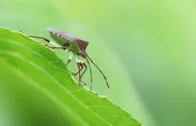 长蝽图片大全共13张