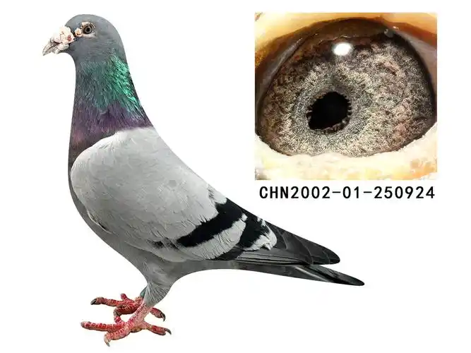 詹森家族【老白眼26次前十】