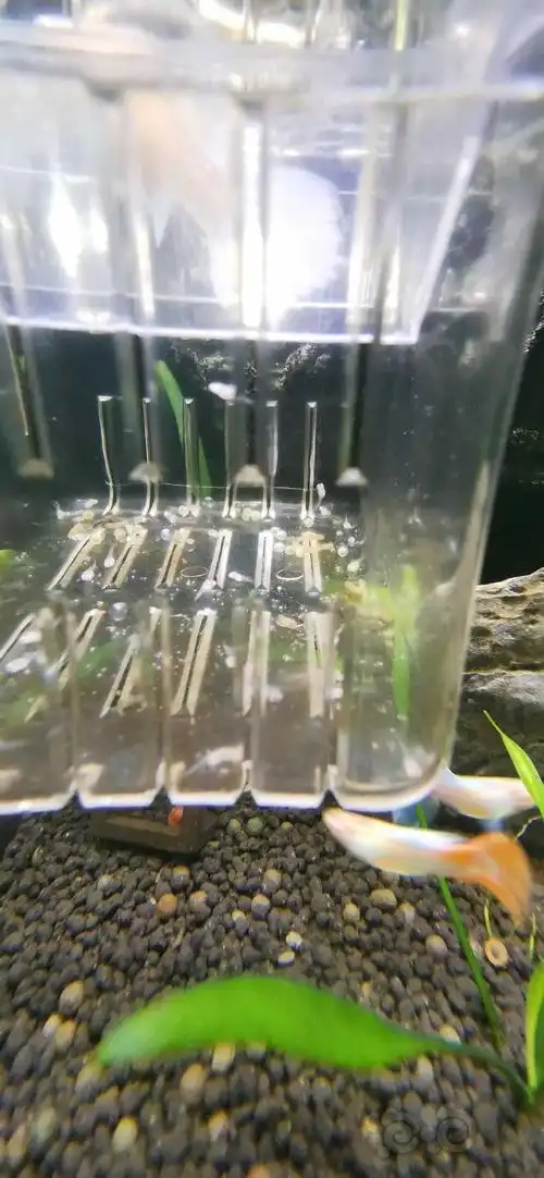 孔雀鱼生了但是有点奇怪高手来帮我家母鱼把把脉吧