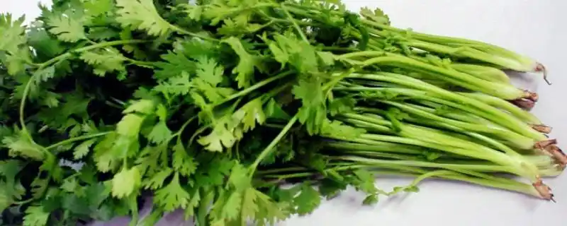 盐须菜和香菜的区别