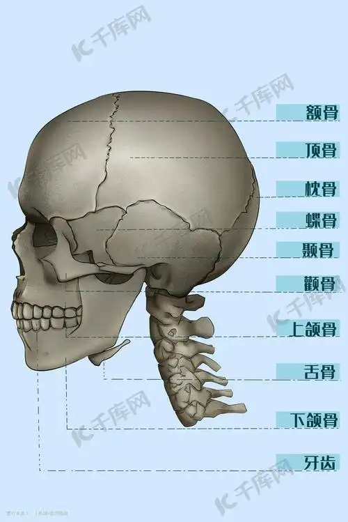 人体医疗医学头骨结构