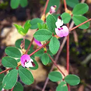 中药材鸡眼草 苍蝇翅 野生三叶人字 蚂蚁草 正宗掐不齐干品 1000g