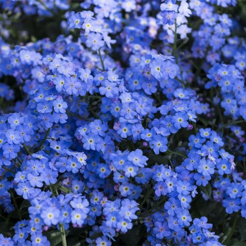 蓝色勿忘我勿忘草种子籽四季易活开花盆栽花苗庭院室内外阳台鲜花