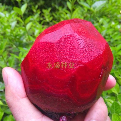 甜菜种子种籽孑甜菜根红甜菜头四季蔬菜盆栽籽种菜籽甜菜根籽田菜